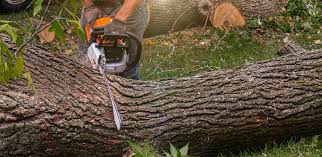 Best Tree Trimming and Pruning  in Port Arthur, TX